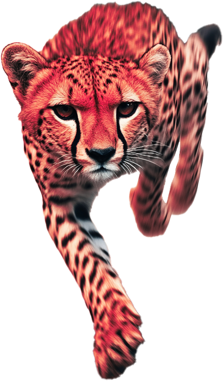 Gepard